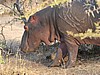 A young hippo