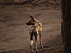 Wild dog