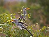 Yellow billed hornbills