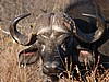 Old Bull