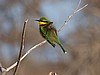 Bee eater