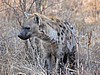 We followed this hyena