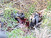 a nyala. Too big for them to have killed by themselves, so they have stolen it.