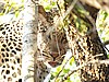 which belongs to this leopard who is watching