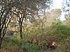 The hyenas are on the lower right, but look in the tree. If you look carefully you will see a tail