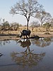 Rhino