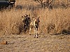 Out hunting