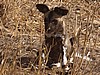Just a puppy !