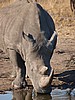 Thirsty white rhino