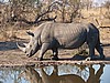 Rhino