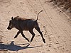 Flying warthog