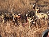 Killing a grey duiker