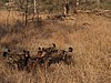 But their meal is interrupted by the arrival of a hyena (upper right) who has heard the distress call of the duiker