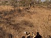 The dogs run off