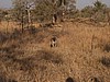Leaving the hyena alone
