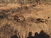 But immediately, the dogs rush back
