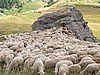 A 2000 strong herd of sheep and goats