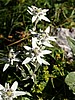 Edelweiss