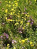 Alpine flora