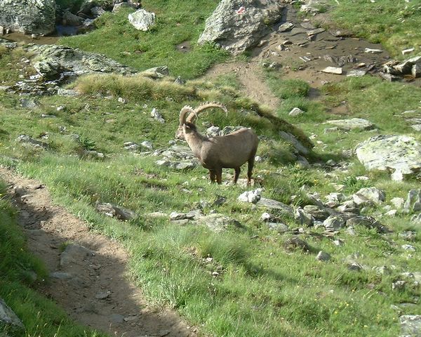 Ibex
