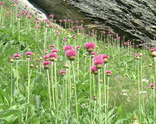Thistles