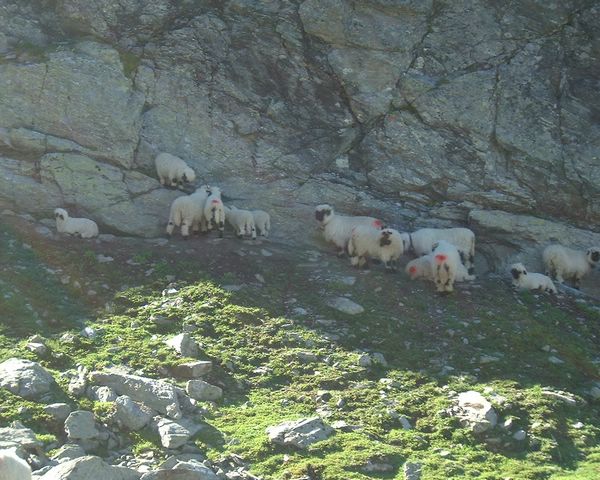 Sheep